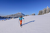 Frau auf Skitour geht über weite Schneefläche, Almen und Hochries im Hintergrund, Hochries, Chiemgauer Alpen, Oberbayern, Bayern, Deutschland