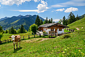 Almgebäude mit Kuh und Blumenwiese, Geigelsteingruppe im Hintergrund, Oberauerbrunstalm, Chiemgauer Alpen, Oberbayern, Bayern, Deutschland