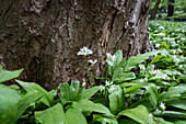 Blühender Bärlauch im Englischen Garten, Allium ursinum, München, Oberbayern, Bayern, Deutschland, Europa
