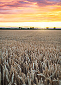 Sunset over the wheat fields near the Seewinkel National Park in Burgenland, Austria
