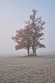 Mysterious foggy morning in the Murnauer Moos in autumn, Murnau, Bavaria, Germany, Europe