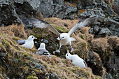 Eissturmvögel, Fulmarus glacialis, Hornstrandir Reservat, Island