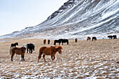 Icelandic horses in winter, West Iceland