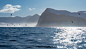 Hornvik Bucht, Westfjords, Island, Europa