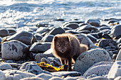 Polarfuchs am Strand, Alopex lagopus, Hornstrandir Naturreservat, Island, Europa
