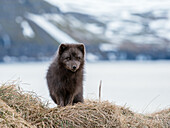 Arctic fox, Alopex lagopus, Hornstrandir Nature Reserve, Hornvik Bay, Iceland, Europe