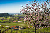 Vineyards and blooming almond tree in spring, Burkheim, near Vogtsburg, Kaiserstuhl, Baden-Württemberg, Germany