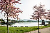 Kirschblüte, Seepark, Freiburg im Breisgau, Schwarzwald, Baden-Württemberg, Deutschland