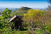 Vineyards and blooming almond tree in spring, Staufen, Black Forest, Baden-Württemberg, Germany