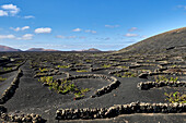 Wine growing in the lava soil, Lanzarote, Canary Islands, Europe