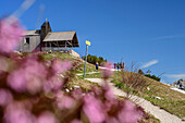 Several people hike on a wide path towards Kapelle am Hochfelln, flowers out of focus in the foreground, Hochfelln, Chiemgau Alps, Salzalpensteig, Upper Bavaria, Bavaria, Germany
