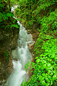 Bergbach fließt durch grüne Klamm, Ramsauer Ache, Zauberwald, Nationalpark Berchtesgaden, Berchtesgadener Alpen, Oberbayern, Bayern, Deutschland