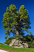 Gnarled Swiss stone pine grows on rocks, Rinderfeld, Dachstein, UNESCO World Heritage Hallstatt, Salzburg, Austria