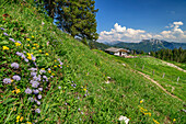 Blumenwiese mit Alm und Chiemgauer Alpen im Hintergrund, Bischofsfellnalm, Hochgern, Chiemgauer Alpen, Oberbayern, Bayern, Deutschland