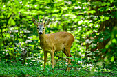 Rehbock steht im Wald, Capreolus capreolus, Schlosspark Nymphenburg, München, Oberbayern, Bayern, Deutschland