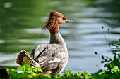 Goose singer looks out over the water, Mergus merganser, Nymphenburg Palace Park, Munich, Upper Bavaria, Bavaria, Germany