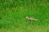Fuchs schleicht durch hohes Gras, Vulpes vulpes, Chiemgauer Alpen, Oberbayern, Bayern, Deutschland