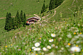 Alm mit Blumenwiese unscharf im Vordergrund, Trainsjoch, Mangfallgebirge, Bayerische Alpen, Oberbayern, Bayern, Deutschland