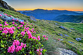Blühende Almrosen mit Nockberge in der Morgendämmerung im Hintergrund, Steinnock, Nockberge, Nockberge-Trail, UNESCO Biosphärenpark Nockberge, Gurktaler Alpen, Kärnten, Österreich