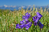 Glockenblume, Rödresnock, Nockberge, Nockberge-Trail, UNESCO Biosphärenpark Nockberge, Gurktaler Alpen, Kärnten, Österreich