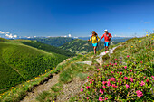 Man and woman hiking with alpine roses in the foreground, Falkert, Nockberge, Nockberge-Trail, UNESCO Biosphere Park Nockberge, Gurktal Alps, Carinthia, Austria