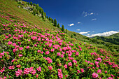 Blühende Almrosen, Nockberge, Nockberge-Trail, UNESCO Biosphärenpark Nockberge, Gurktaler Alpen, Kärnten, Österreich