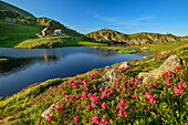 Blühende Almrosen vor See und Almen, Nockberge, Nockberge-Trail, UNESCO Biosphärenpark Nockberge, Gurktaler Alpen, Kärnten, Österreich