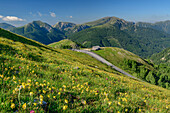 Blumenwiese mit Nockalmstraße, Eisentalhöhe, Nockberge, Nockberge-Trail, UNESCO Biosphärenpark Nockberge, Gurktaler Alpen, Kärnten, Österreich