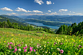 Flower meadow with Lake Millstatt in the background, Nockberge, Nockberge-Trail, UNESCO Nockberge Biosphere Park, Gurktal Alps, Carinthia, Austria