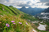 Alpenastern with Carnic Alps out of focus in the background, Passo Sesis, Carnic Alps, Carinthia, Austria
