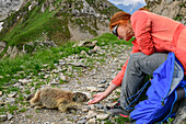 Murmeltier frisst Frau aus der Hand, Karnische Alpen, Kärnten, Österreich