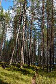Wanderer im Patvinsuo-Nationalpark, Finnland
