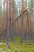 Patvinsuo-Nationalpark, Finnland