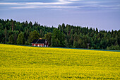 Canola fields at dusk on the Finnish Lake District, Finland