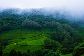Misty Tea Plantations in Megamalai, Tamil Nadu, India