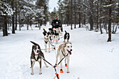 Siberian huskies, Lapland, Finland