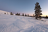 Baumgrenze am Pallastunturi, Sonnenuntergang, Muonio, Lappland, Finnland
