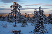 Snow-covered forest, Särkitunturi, on the horizon the Pallastunturi, Muonio, Lapland, Finland