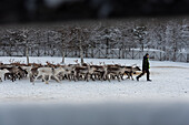 Mann mit Rentieren, Raattama, Lappland, Finnland