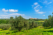 Blick nach Magliano in Toscana, Maremma, Provinz Grosseto, Toscana, Italien