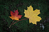 Autumn leaves of maple leaf orange and yellow on green moss