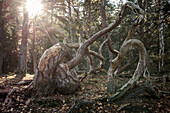 Windgeformte krumme Bäume im Wald Trollskogen auf der Insel Öland im Osten von Schweden\n