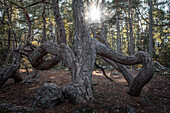 Windgeformte krumme Bäume im Wald Trollskogen auf der Insel Öland im Osten von Schweden\n