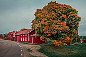 Rotes schwedisches Haus mit großem Baum mit Herbstlaub in Dalarna, Schweden\n