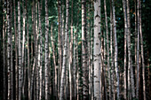 Birch trees in the forest at Lake Siljan in Dalarna, Sweden