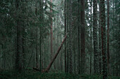 Nebliger, moosiger Nadelwald des Skuleskogen Nationalpark im Osten von Schweden