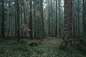 Nebliger, moosiger Nadelwald des Skuleskogen Nationalpark im Osten von Schweden