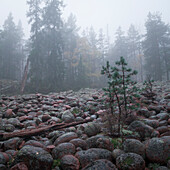 Steinfeld im Skuleskogen Nationalpark im Osten von Schweden