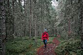 Mann wandert durch Wald im Skuleskogen Nationalpark im Osten von Schweden