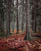 Fern in the forest in Skuleskogen National Park in autumn in the east of Sweden